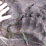Coastal Black Bear Hunting in Alaska