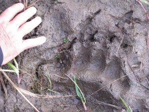 Bear paw print is tracked during a Grizzly Bear Guided Hunt
