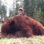 Idaho Black Bear Hunt