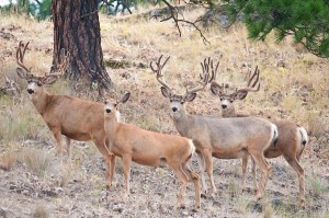 Private Ranch Mule Deer Hunt Idaho