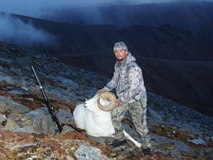 Alaska Big Horn Sheep