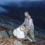 Alaska Big Horn Sheep