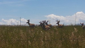 Private Ranch Mule Deer Hunt Idaho