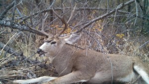 Idaho Mule Deer Hunt