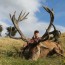 Author Larry Hatter's New Zealand Red Stag