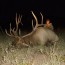 Hunt for Elk