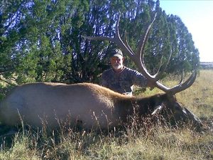 Hunt the giant elk in Idaho
