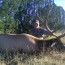 Hunt the giant elk in Idaho