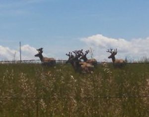 archery mule deer hunt