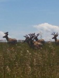 Idaho Trophy Mule Deer Hunt