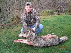 wolf1