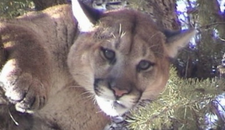 Treeing Walker Hounds are a Tradition in Cougar Hunts