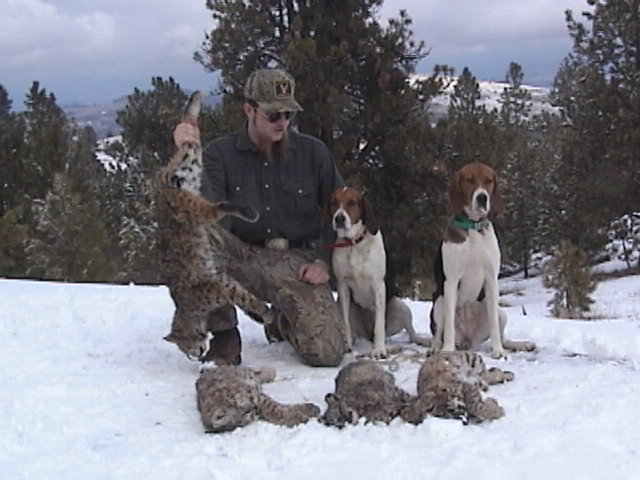 cougar hunting with hounds