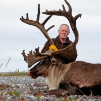 800caribou1