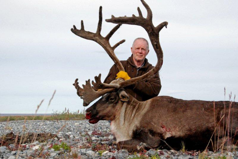 800caribou1