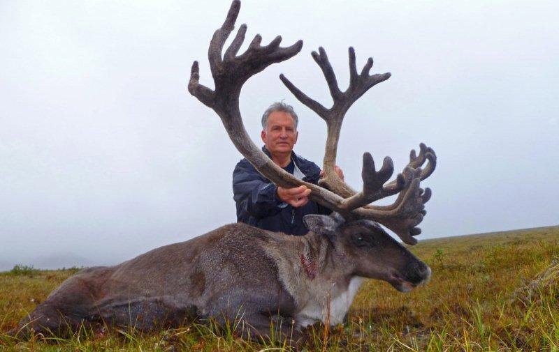 800caribou3