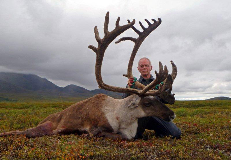 800caribou4