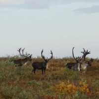 caribou2