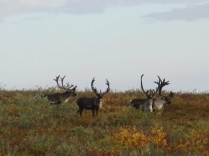 caribou2