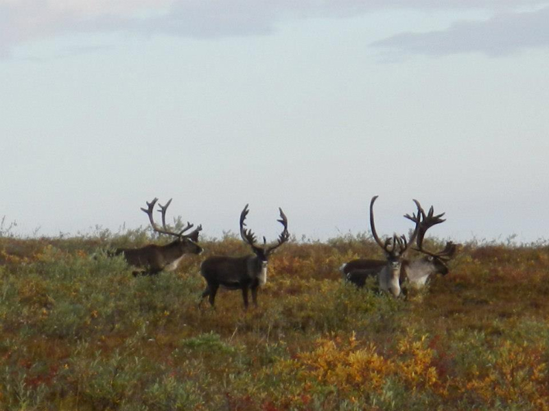 caribou2