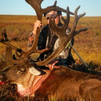 caribou3