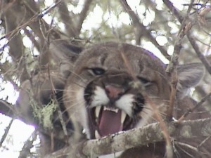 Idaho Cougar Hunt