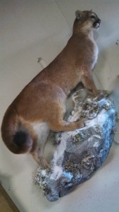 united states mountain lion hunt