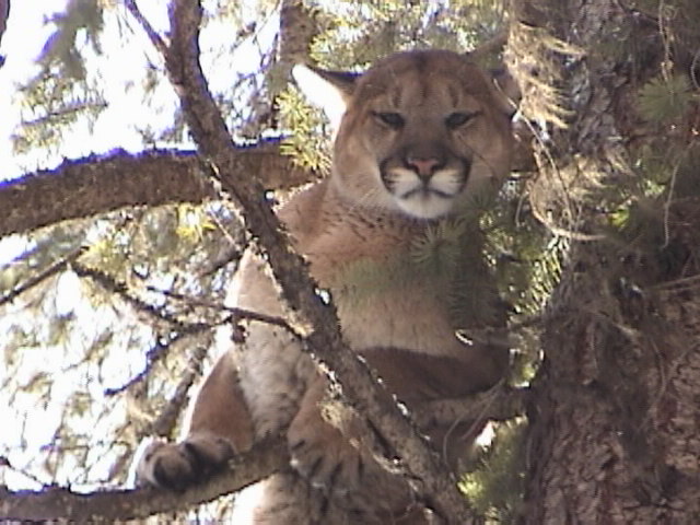 Mountain Lion Hunting with Hounds