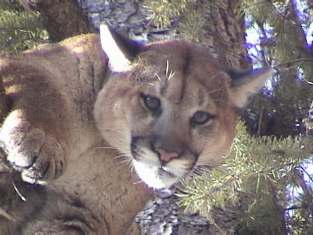guaranteed mountain lion hunt