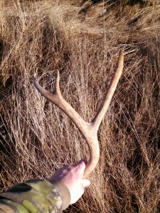archery mule deer hunt idaho
