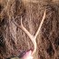 archery mule deer hunt idaho