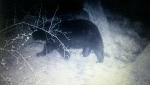 Idaho Black Bear Guide / Outfitter