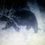 Idaho Black Bear Guide / Outfitter