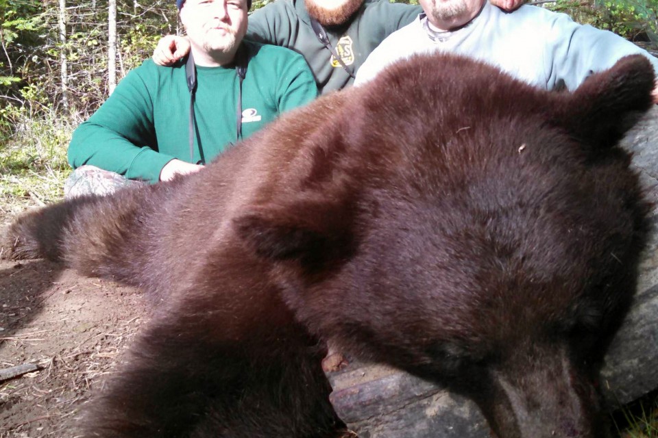 color phase black bear hunt