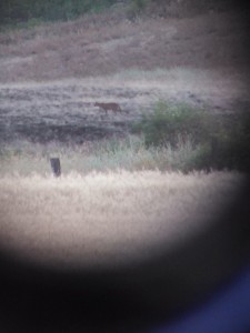 Idaho Mountain Lion