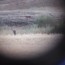 Mountain Lion Spotted While Scouting Mule Deer and Whitetail on the Idaho Ranch