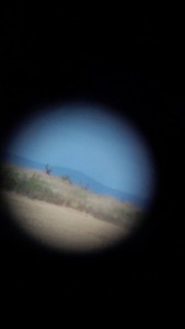archery mule deer hunting