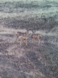 archery mule deer hunt